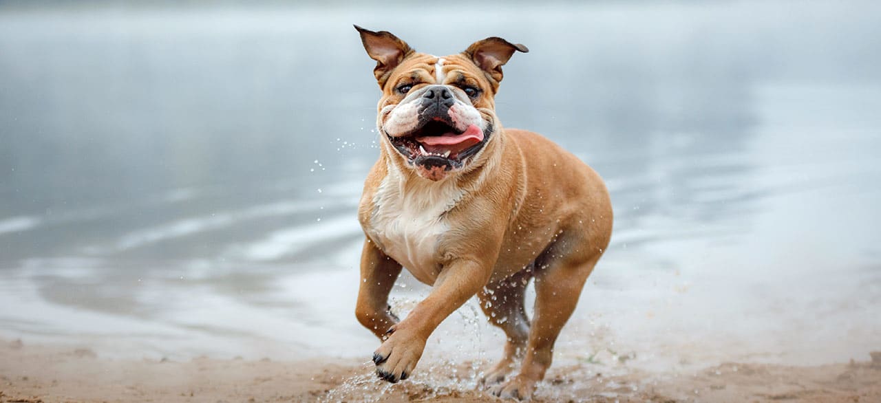 Contact Madeira Park Veterinary Hospital